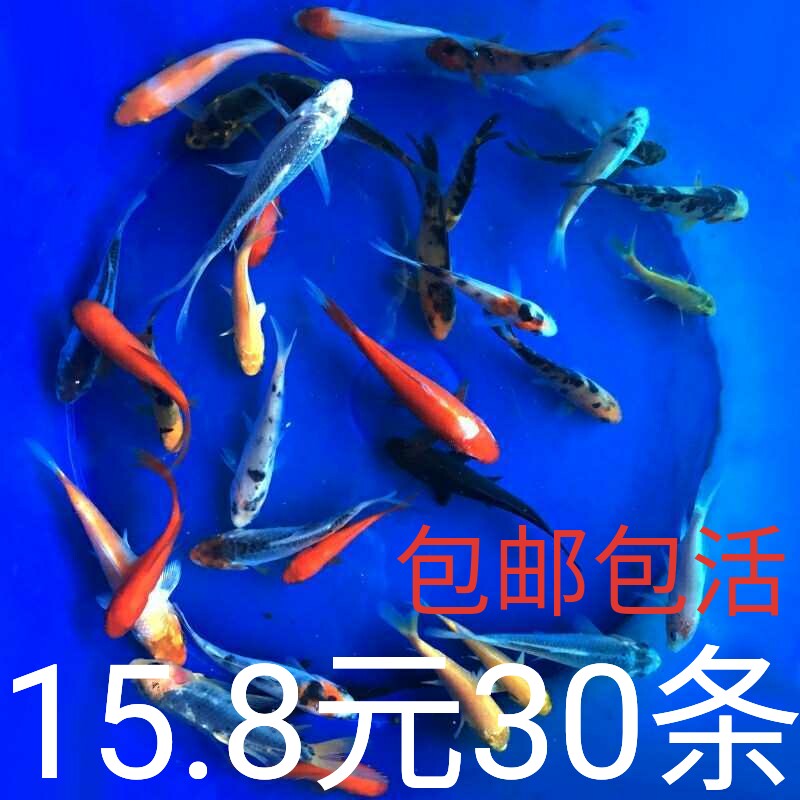 活体小型好养冷水鱼