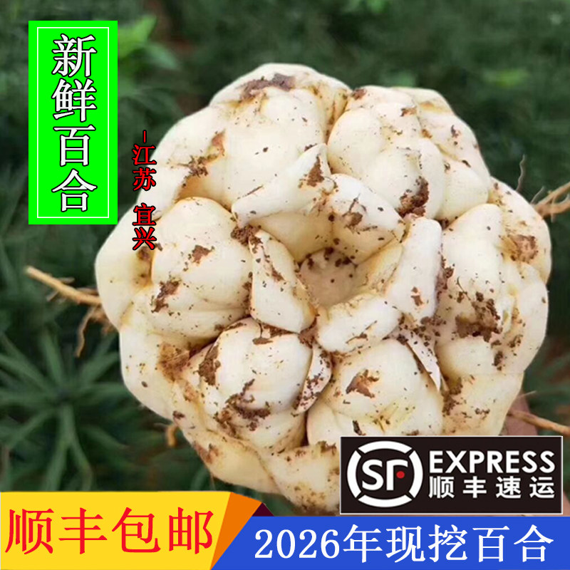 2026年宜兴新鲜现挖大百合