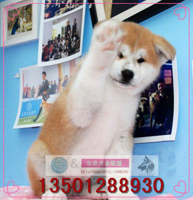 正规犬舍出售纯种日本秋田幼犬中华田园犬柴犬活体宠物狗家养视频