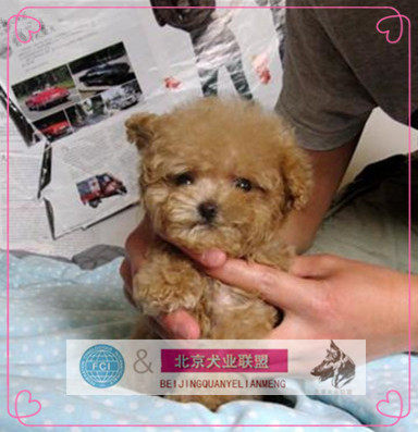 纯种泰迪犬香槟杏色茶杯宠物狗家养韩国血统超小体活体迷你贵宾犬