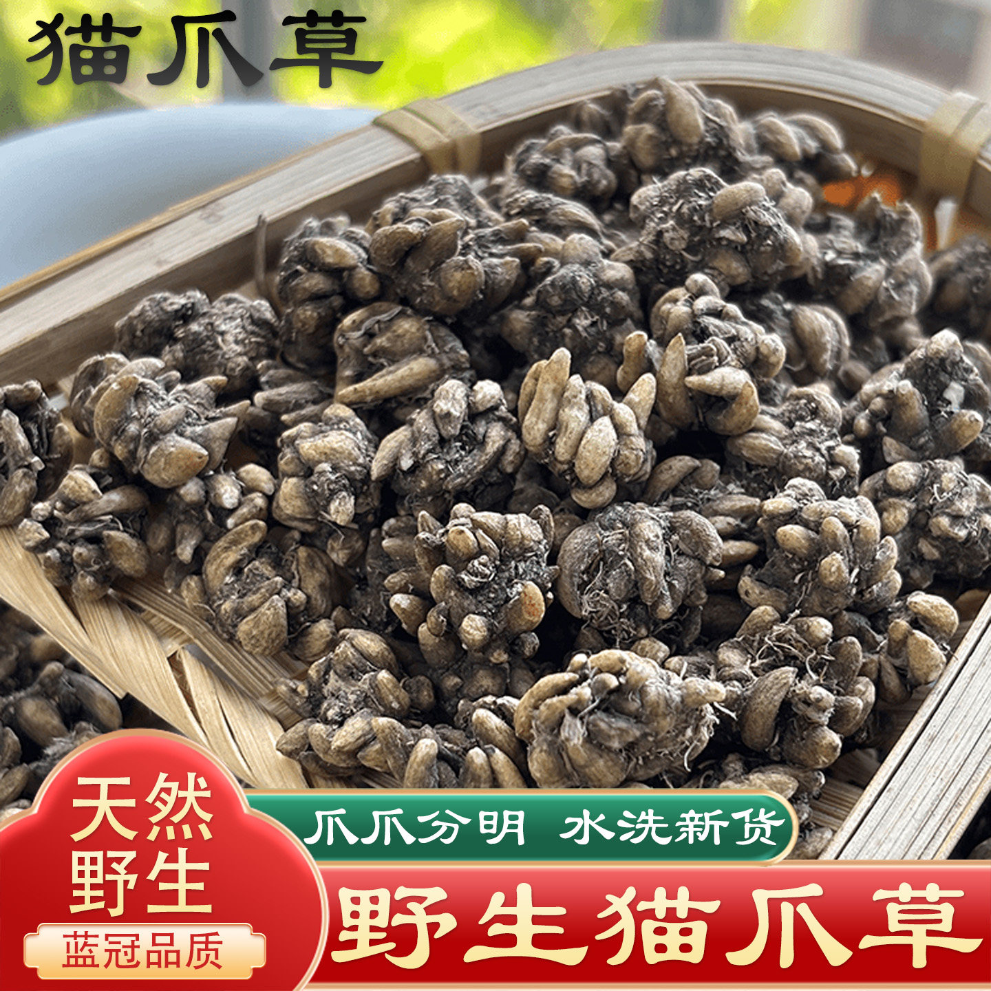 野生猫爪草中药材正品水洗蒲公英