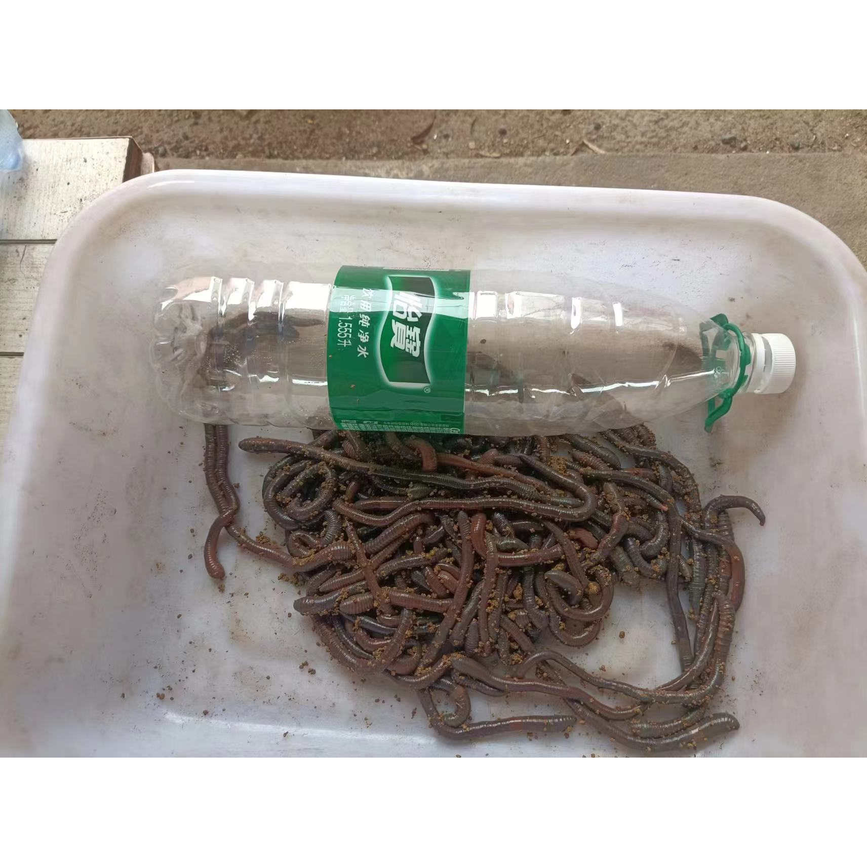 活体青蚯蚓鲜活黑蚯蚓钓黄鳝蚯蚓特大臭蚯蚓地龙松土蚯蚓钓鱼活饵