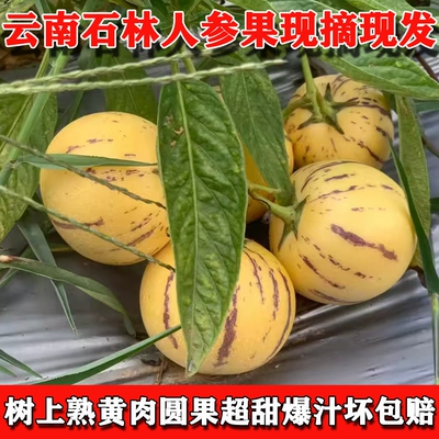 云南特产石林树熟人参果4斤新鲜水果娃娃黄肉人心果人生果圆果