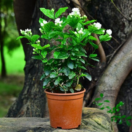 茉莉花盆栽室内室外防蚊植物阳台花卉盆栽驱蚊芳香净化空气绿植-封面