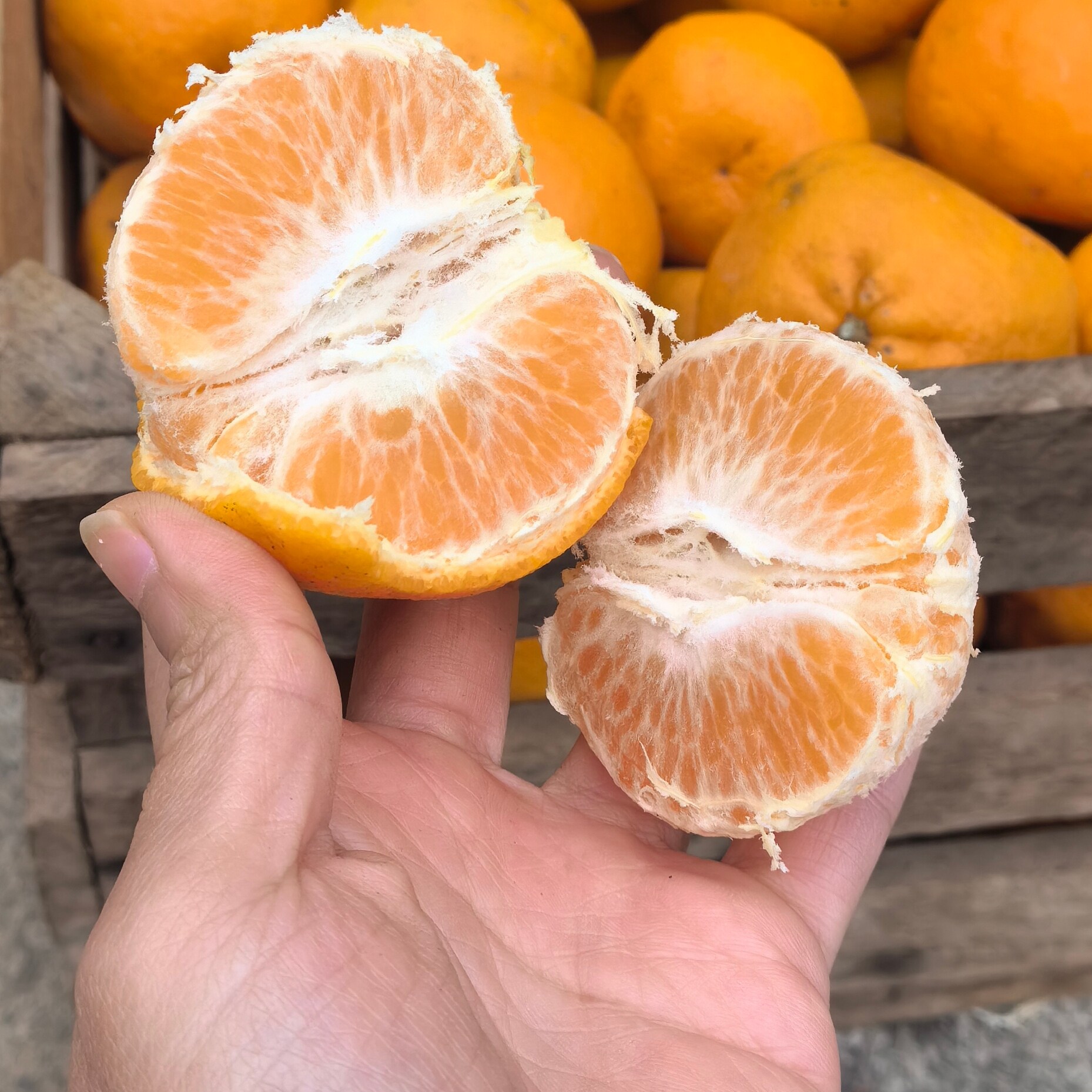 碰柑 多汁甜爽 自然种植芦柑