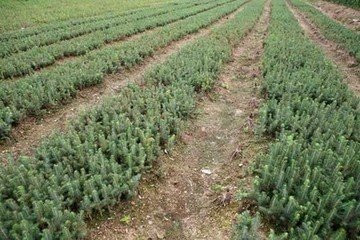 云杉树苗 绿化树种 苗高15cm__50cm 辽宁彰武县  13500481162