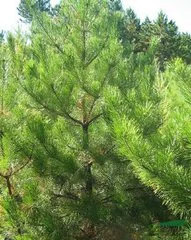 油松树苗 松树苗 绿化树 高2.5米至3米 5层枝 50*40土球 运费咨询图片