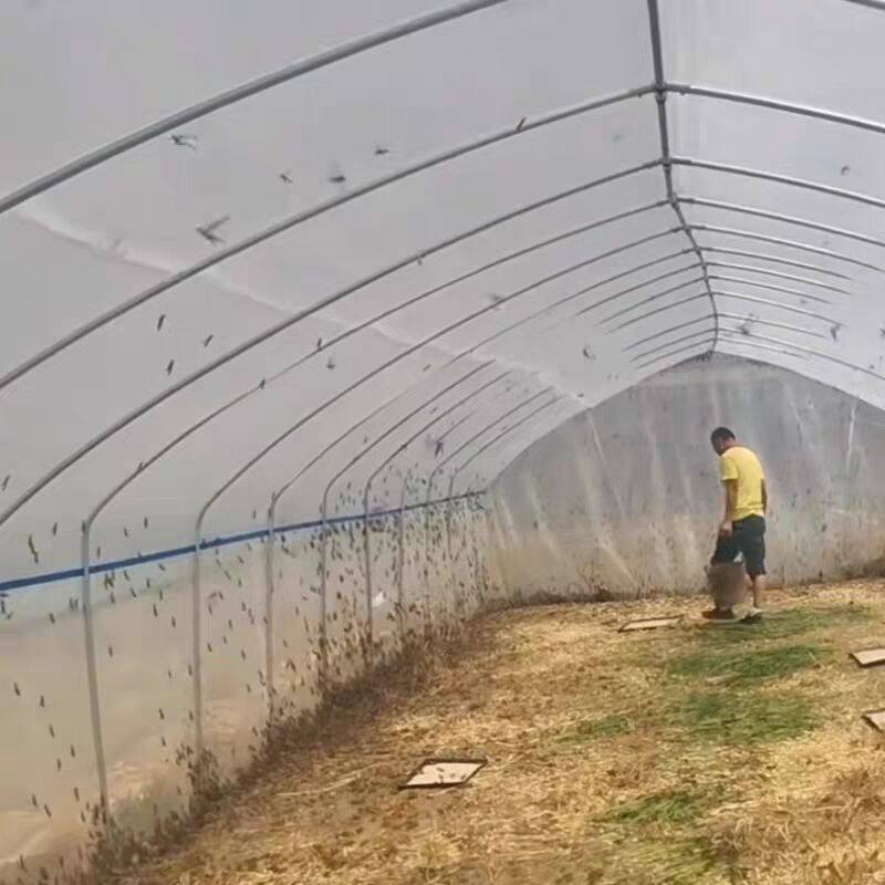蚂蚱拱形网罩蝗虫拱形罩养蚂蚱的笼子蚂蚱养殖专用网加厚整卷螳螂