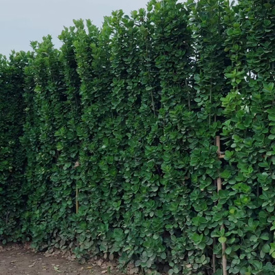 北海道黄杨冬青树苗篱笆围墙