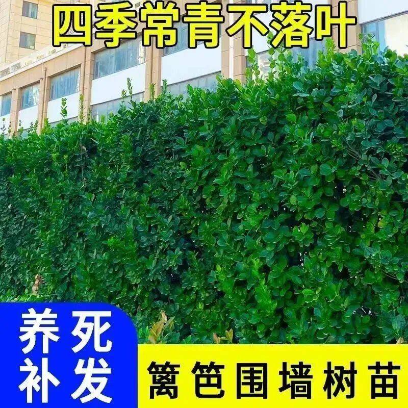 北海道黄杨庭院围墙篱笆万年青大叶冬青树苗四季常青直立不落叶