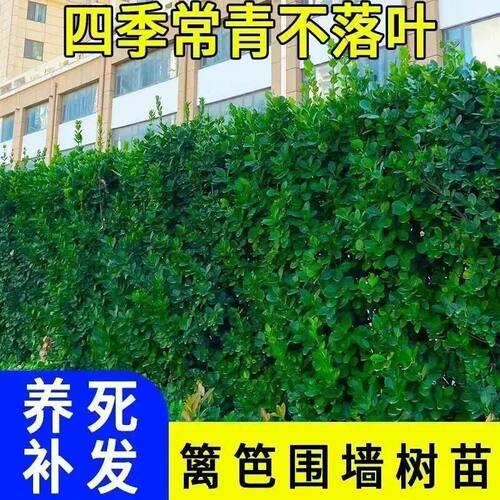 北海道黄杨冬青树苗篱笆围墙