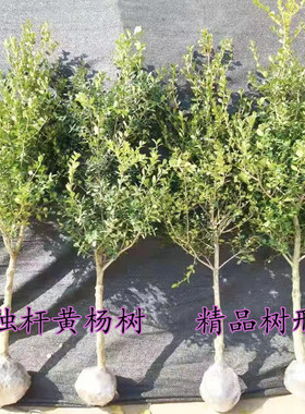 庭院绿篱植物造型树小叶黄杨瓜子黄杨球盆景四季长青直立冬青树苗