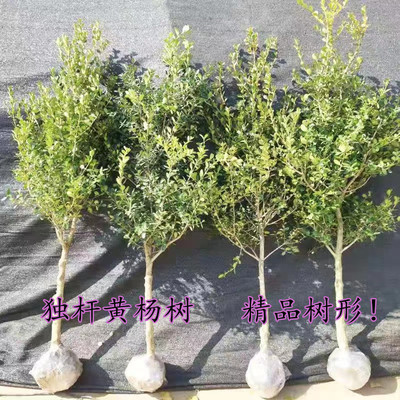 庭院绿篱植物造型树小叶黄杨瓜子黄杨球盆景四季长青直立冬青树苗