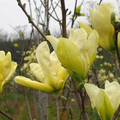 玉兰树园林苗白紫黄玉兰花小苗嫁接庭院绿化苗木广玉兰树苗玉兰