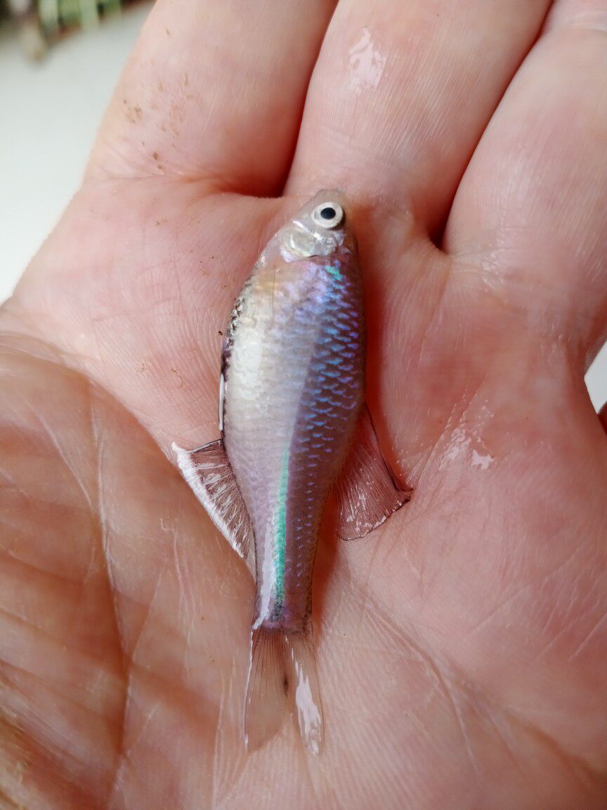 彩鱊鳑鲏原生旁皮吃藻冷水观赏鱼