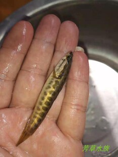 乌鳢黑鱼苗乌鱼黄颡昂刺鱼七星鱼活体淡水冷水招财原生观赏鱼凶猛