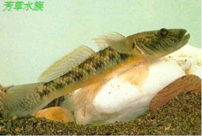 子陵吻虾虎鱼淡水观赏冷水原生鱼 极乐虾虎鱼底栖鱼
