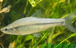 麦穗鱼活体观赏鱼食蚊鱼原生鱼冷水鱼鳄龟乌龟龙鱼饲料鱼