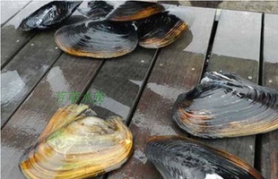 河蚌天然原生淡水珍珠蚌水族鲜活食用三角帆蚌小中大活体