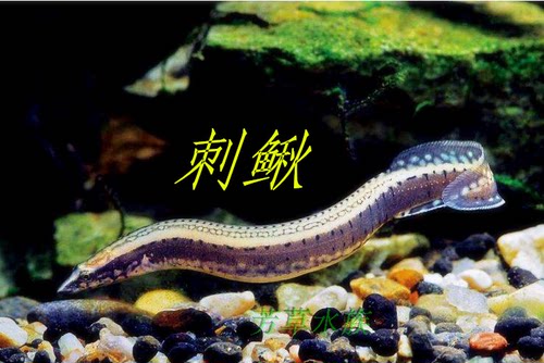 刺鳅中华冷水活体鱼宠物