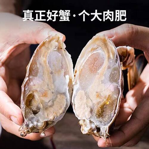 冷冻梭子蟹野生大公蟹