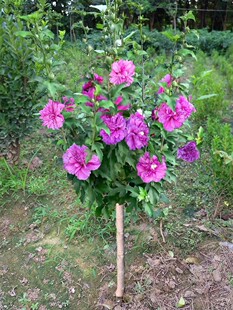 木槿花树苗盆栽重瓣进口扶桑朱槿花室内客厅庭院四季浓香花卉绿植