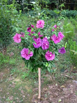 木槿花树苗盆栽重瓣进口