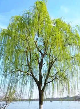 柳树树苗垂柳黄金柳直柳青柳绿化工程苗行道风景公园庭院耐寒乔木