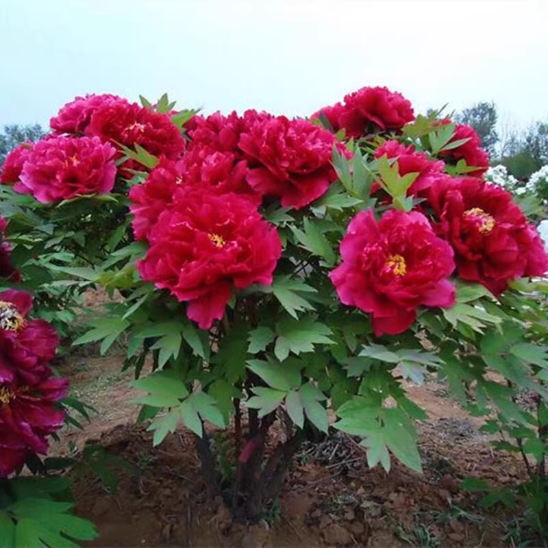 牡丹花苗盆栽正宗洛阳带花苞