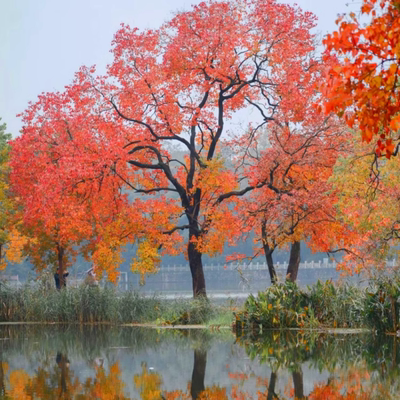 乌桕树苗彩叶乌桕庭院别墅风景树