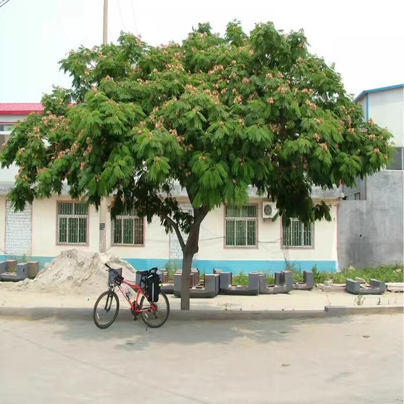 合欢树苗绒花树盆栽地栽花卉别墅庭院南北方种植彩色树耐寒观花叶