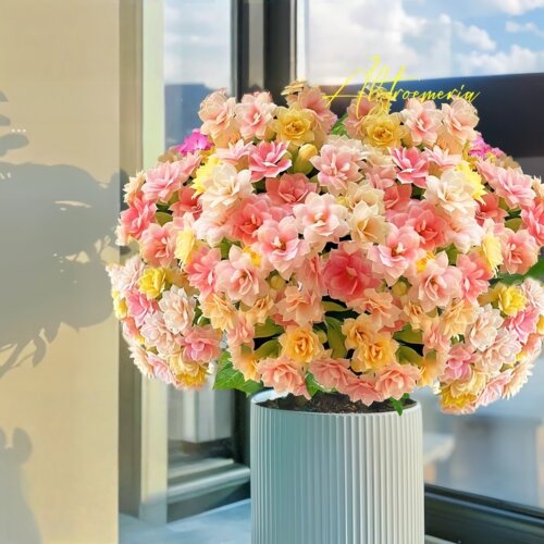 金狐狸长寿花客厅四季开花重瓣花