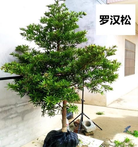耐寒罗汉松树苗庭院大型绿植