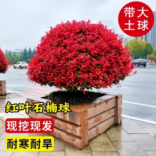红叶石楠四季常绿红叶植物篱笆苗