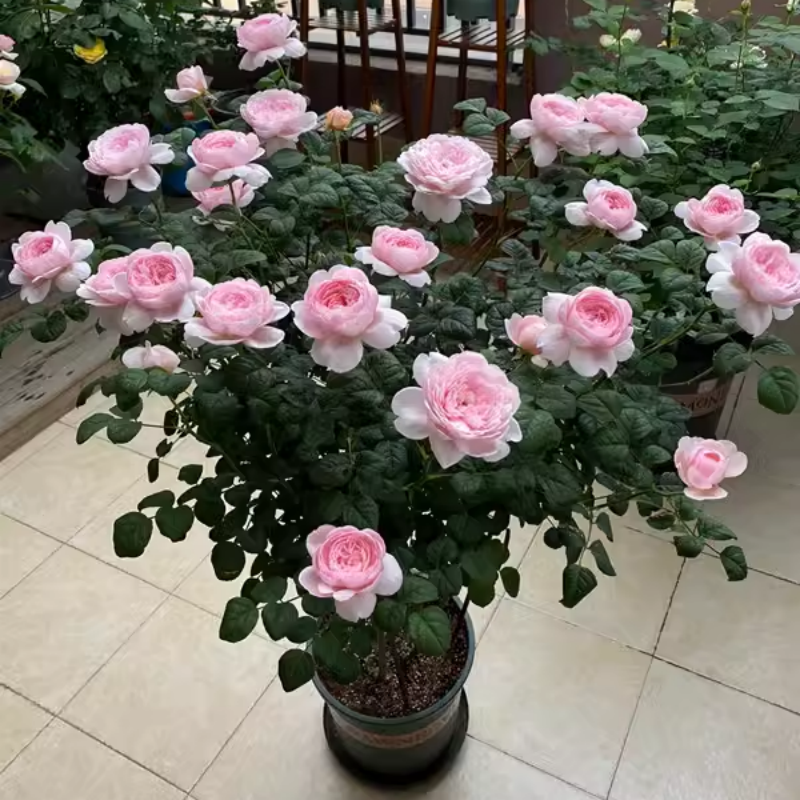 瑞典女王月季花大苗盆栽