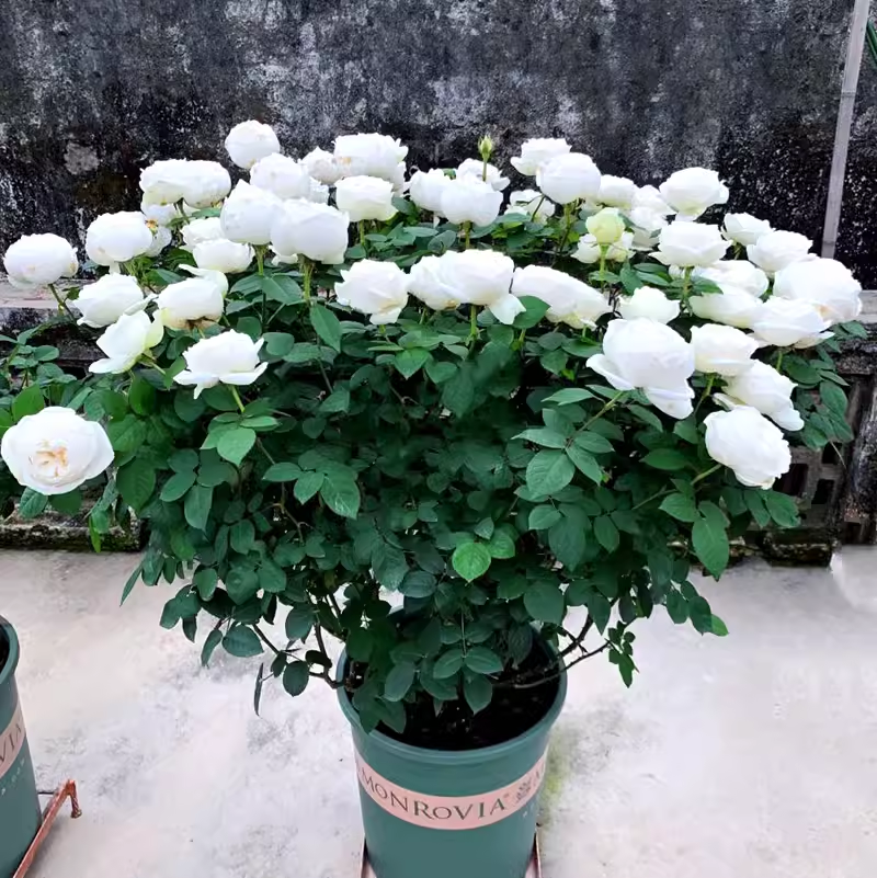 多季开大花浓香月季花苗伊芙婚礼之路纯白色玫瑰盆栽庭院观花植物