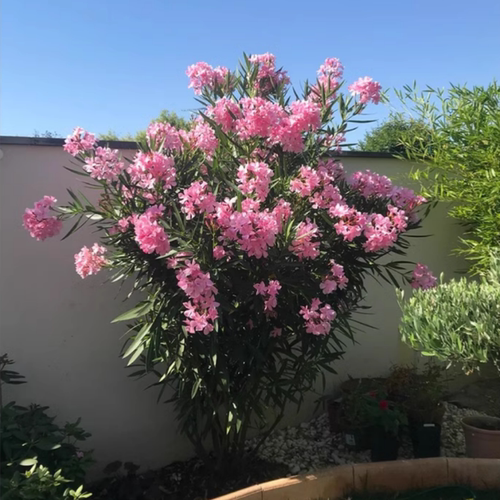 夹竹桃苗盆栽树苗庭院地栽植物