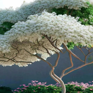 梦幻流苏树苗四月雪嫁接桂花油根子南方北方耐寒耐热庭院盆栽花卉