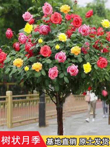 嫁接树桩月季庭院花卉阳台