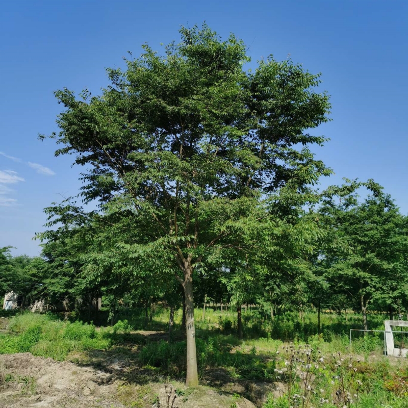 榉树绿化苗木行道树庭院别墅树苗