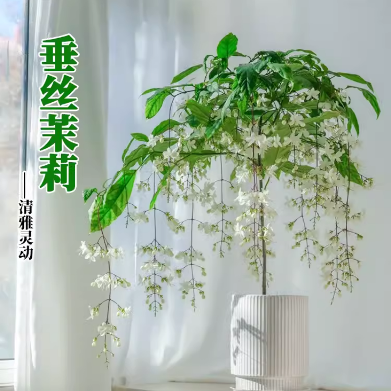 垂丝茉莉进口盆栽带花苞大苗浓香