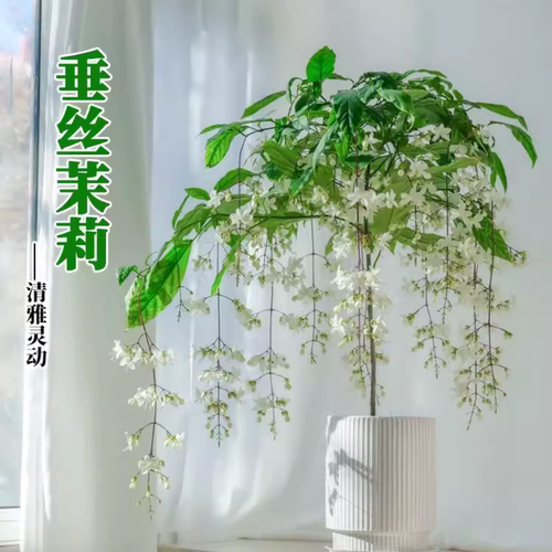 垂丝茉莉进口盆栽带花苞大苗浓香