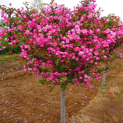 四季海棠花树花卉西府垂丝北美