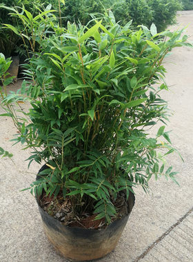米竹盆栽室内植物小叶四季常青