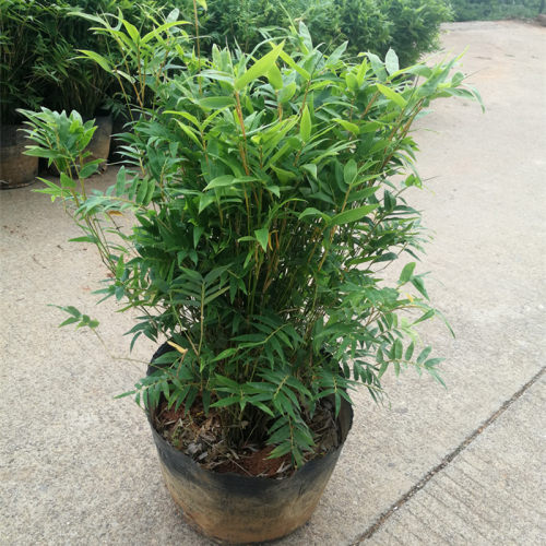 米竹盆栽室内植物小叶四季常青