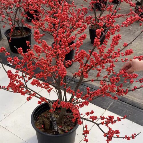 进口北美冬青盆栽树苗带红果