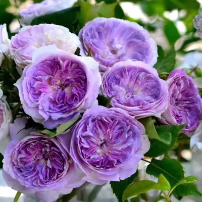 蓝月石月季花特大苗盆栽