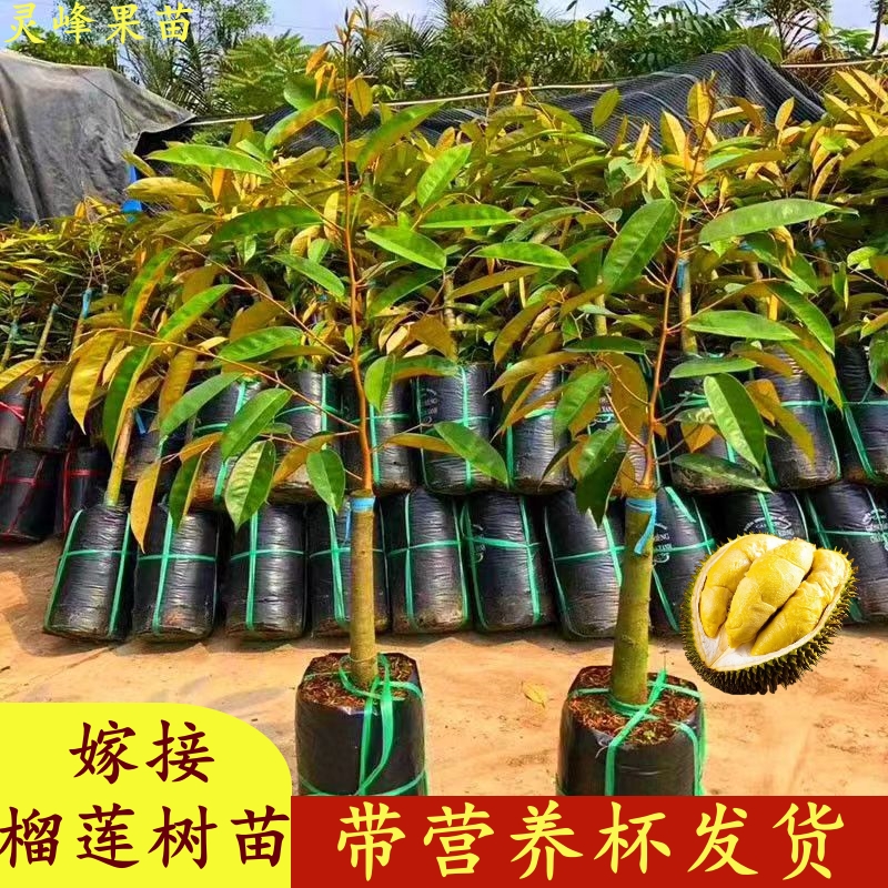 新品种榴莲嫁接果树苗金枕榴莲苗南方种植红肉榴莲盆栽猫山王地栽-封面