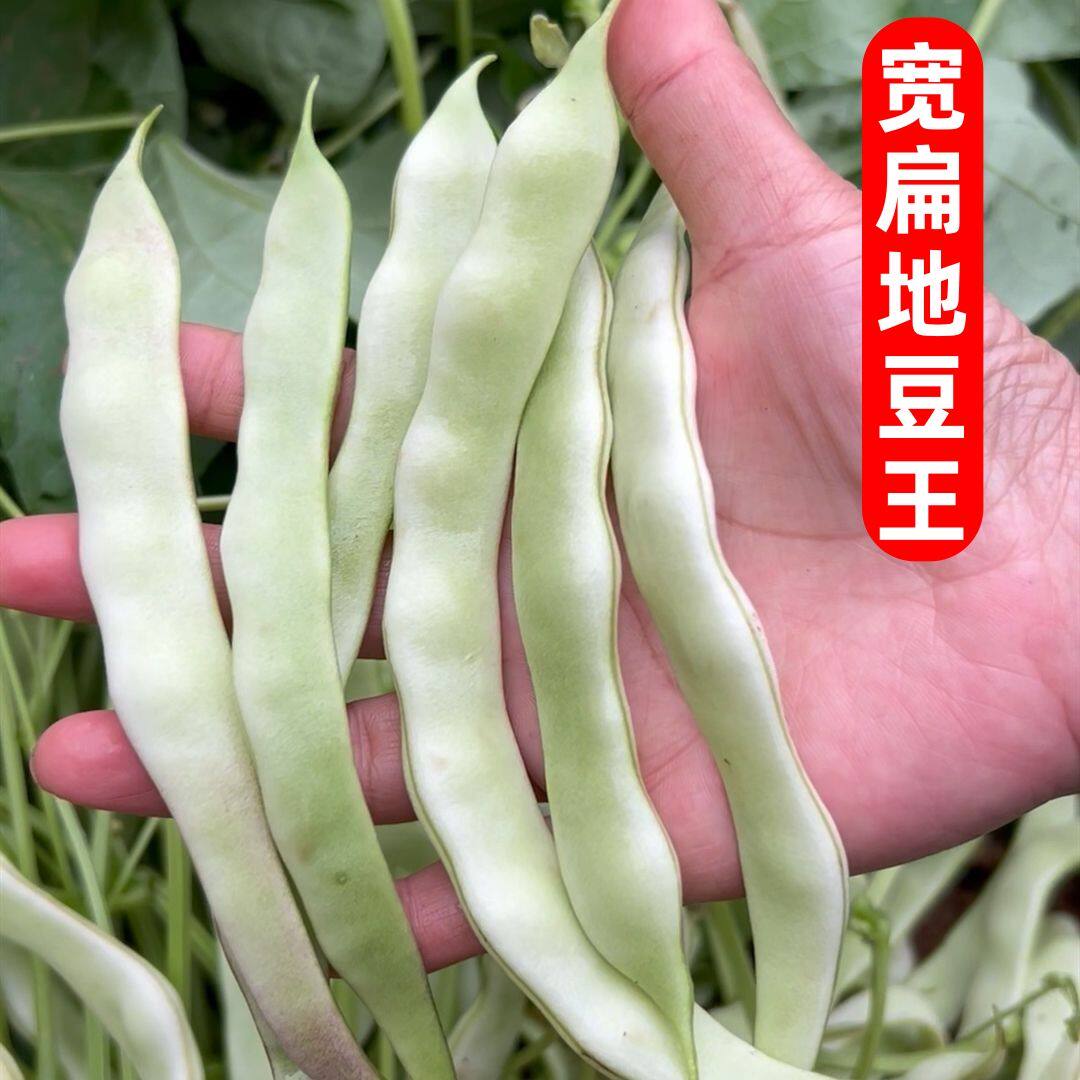宽扁地豆王一号不搭架宽荚白莲种籽无架豆角种子白不老高产春秋播