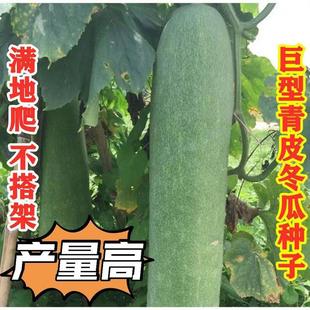 青皮大冬瓜种子青皮长冬瓜种子四季农家庭院阳台大田瓜类种子大全